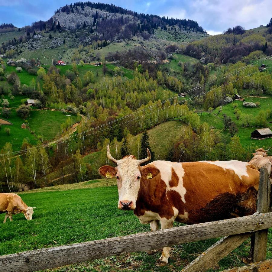 The Origin ● Mountain ● Magura (Brasov)